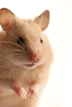 House mouse indoors with soft light macro