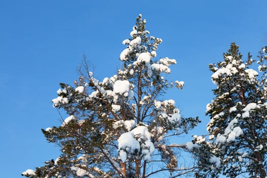 snow-covered fir tree on blue sky