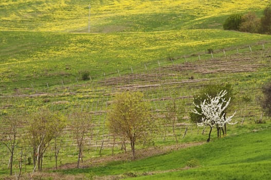 farmland and countryside in Chianti, Tuscany, Italy