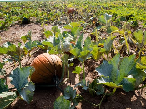 Pumpkins growing in a field