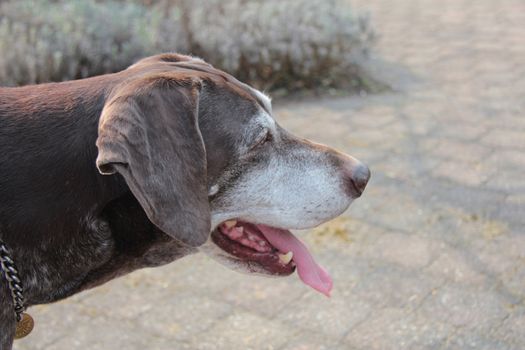 Female german shorthaired pointer dog at the age of eleven