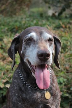 Female german shorthaired pointer dog at the age of eleven