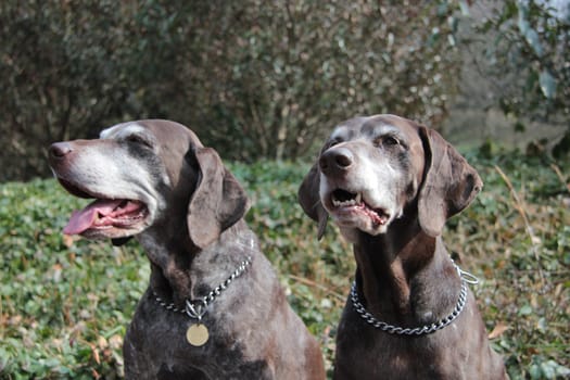 Pointer sisters, two senior german shorthaired pointers at the age of 11