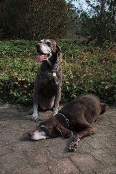 Pointer sisters, two senior german shorthaired pointers at the age of 11