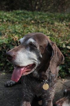 Female german shorthaired pointer dog at the age of eleven