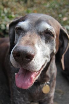 Female german shorthaired pointer dog at the age of eleven