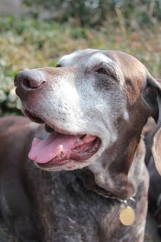 Female german shorthaired pointer dog at the age of eleven