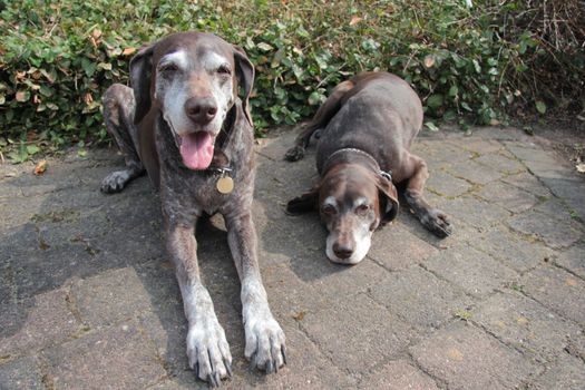 Two senior pointer sisters, female german shorthaired pointers, age 11