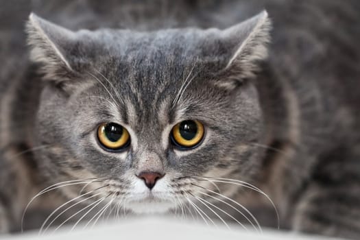 Feline animal pet british domestic cat looking eye