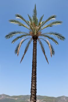 Tall tropical date palm tree over blue sky and mountain horizon