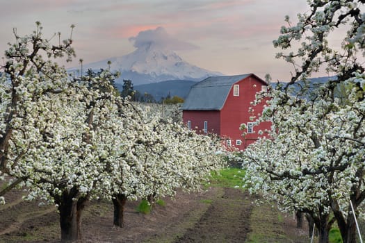 Red Barn in Pear Orchard in Hood River Oregon at Sunset