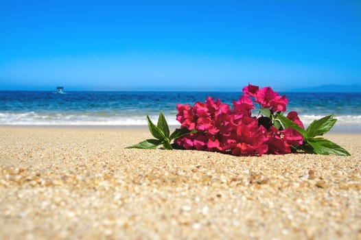 Tropical beach flowers laying in the sand with waves and blue sky in the background. 
