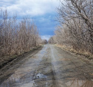 Puddles on a rural road surrounded by trees