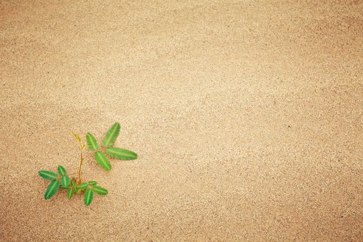 Green plant growing trough sand of the desert