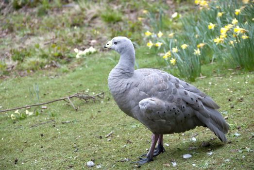 A Cape Barren Goose Cereopsis novaehollandiae