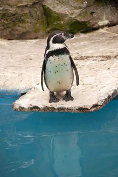 A Humboldt Penguin Spheniscus humboldti looking to side