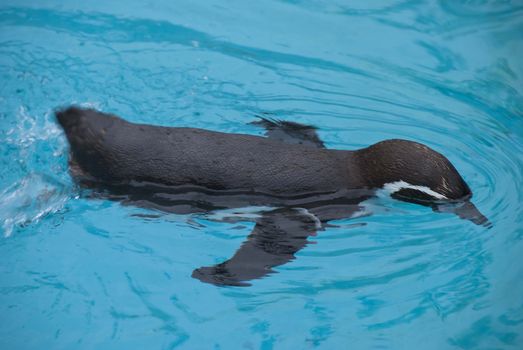 A Humboldt Penguin Spheniscus humboldti swimming