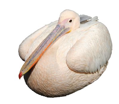 Great White Pelican (Pelecanus onocrotalus)isolated on white