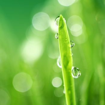 water drops on grass blade nature background