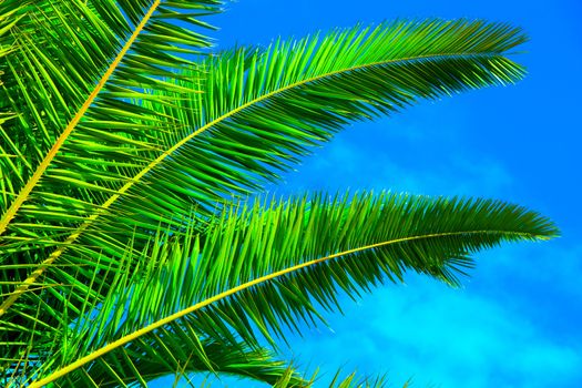 green palm leaf on blue sky