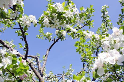 white blossom apple tree branches on background of blue sky. Natural spring beauty backdrop.