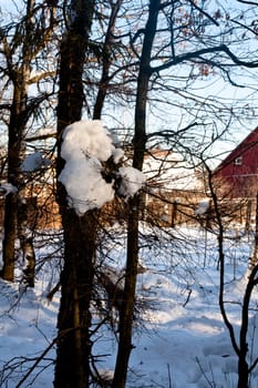 A bare trees in a snow and a prat of cottage
