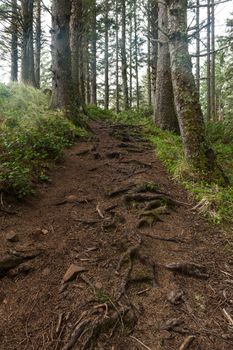 muddy hiking trail







muddy forest trail