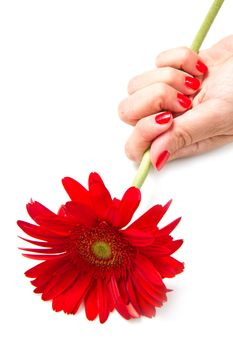 Woman hands with red manicure and red flower