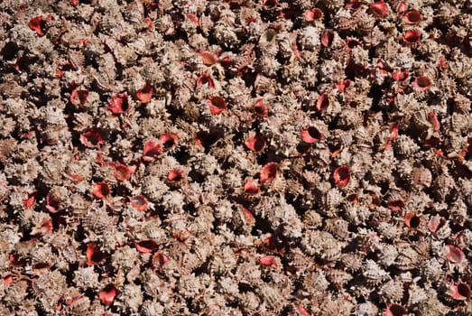 Pretty pink shells on a Mexican beach