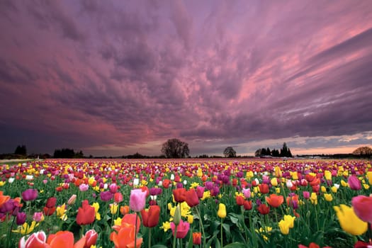 Sunset Over Farm Field of Tulip Flowers Blooming in Oregon in Springtime