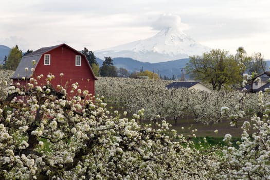 Red Barn in Pear Orchard in Hood River Oregon in Spring