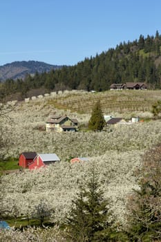 Pear Trees Flowering in Orchard in Hood River Oregon in Spring
