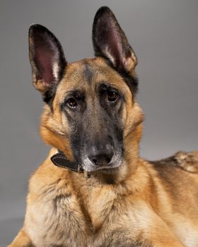 A female German Shepherd Dog on a gray background