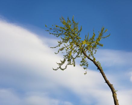 Tree branch still standing during tree removal