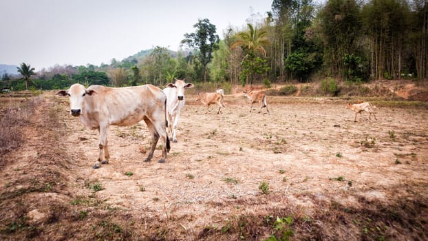 cow in field dry season in thailand evening time