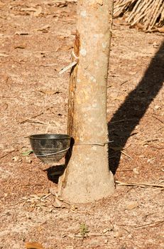 Plastic cup with handle black latex from rubber trees.