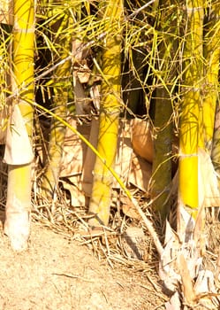 Bamboo on the ground. In view of the trunk.
