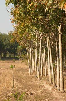 Rubber trees Nong Khai Province at Thailand.