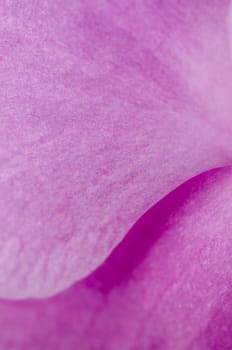 Closeup detailed of beautiful pink orchid.
