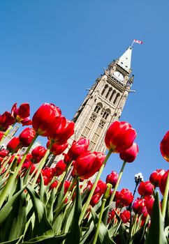 The canadian Parliament Centre Block Peace Tower at lunchtime in spring with red tulips.