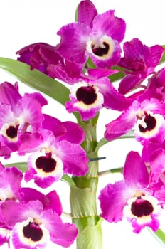 Closeup of beautiful Orchid flowers.