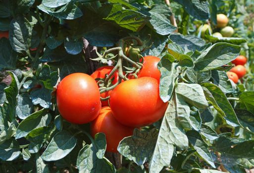 detail of tomato plant with ripe red fruits