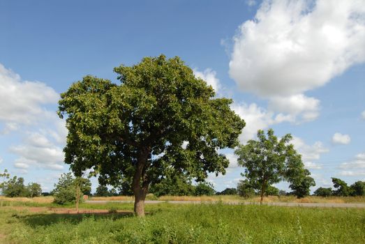 karitè tree in Africa,