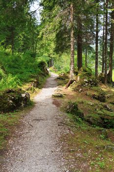 	alpine pathway through the forest on summer