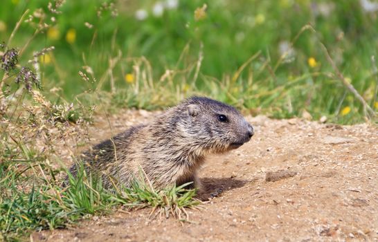 baby marmot stands out of her den in Alpine meadow