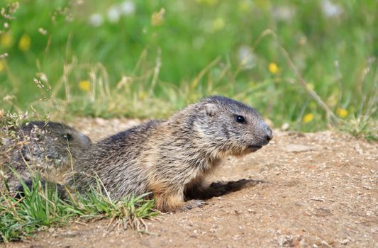 two baby marmots stand out of her den in Alpine meadow