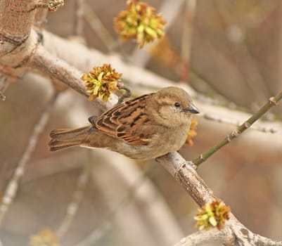 Closeup grey sparrow sitting on a branch