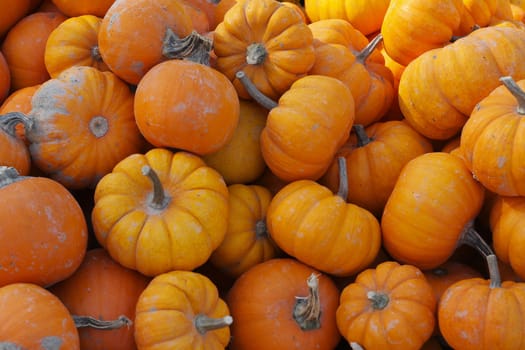 An orange pumpkin background for fall or Halloween