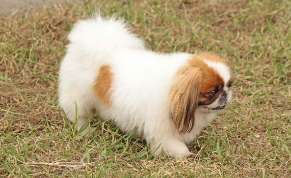 A white pekingese is walking on the street