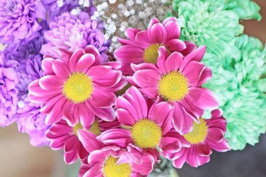 Beautyful colorful chrysanthemums: violet, green, purple and yellow
